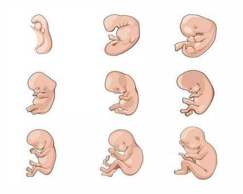 福婴国际代孕两个月肚子多大